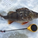 Eurasian perch