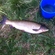 Grass carp