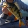 Eurasian perch
