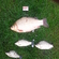 Crucian carp