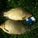 Crucian carp