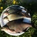 Carp bream
