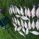 Carp bream
