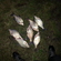 Carp bream