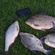 Crucian carp