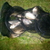 Carp bream