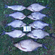 Carp bream
