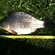 Prussian carp