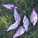 Carp bream