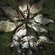 Carp bream
