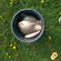 Prussian carp