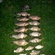 Prussian carp