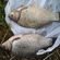 Prussian carp