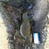 Tench