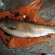 Grass carp