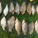 Prussian carp