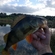 Eurasian perch