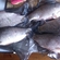 Prussian carp