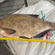 Carp bream
