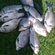Prussian carp