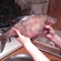 Carp bream