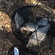 Carp bream