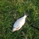 Silver Bream