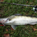 Pike perch