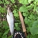Grayling