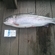 Ocean Trout