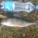 Eurasian perch