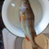 Eurasian perch