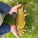 Tench