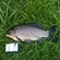 Prussian carp