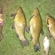 Tench