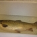 Grass carp