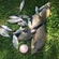 Carp bream