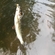 Grayling