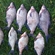 Carp bream