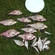 Carp bream