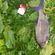 Carp bream
