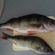 Eurasian perch