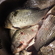Prussian carp
