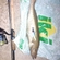 Pike perch