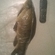 Tench