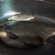 Carp bream