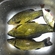 Tench