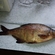 Carp bream