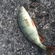 Eurasian perch