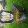 Tench